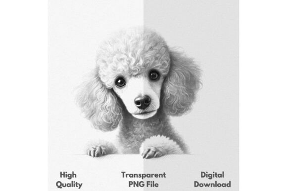 Download Curious Poodle Peeking PNG - Curious Collection